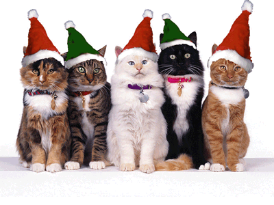 images of cats. Christmas Cats