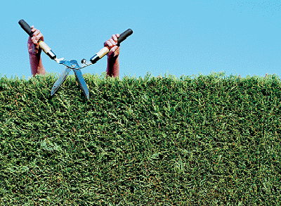 Trim Hedges