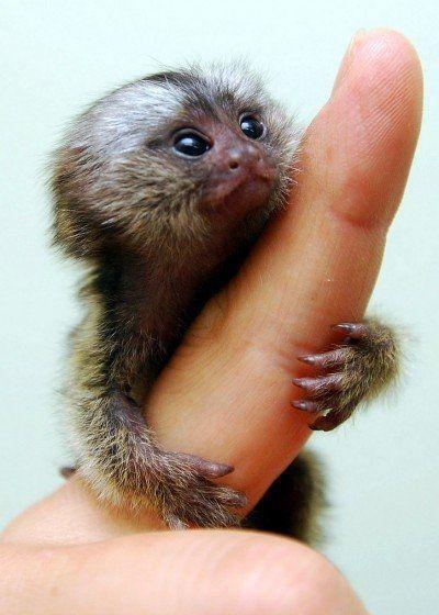 Baby Monkey Images