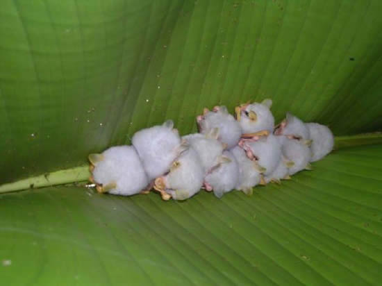 Honduras bats