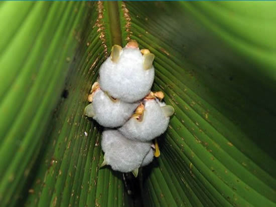 White bats from Honduras