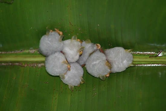 White bats