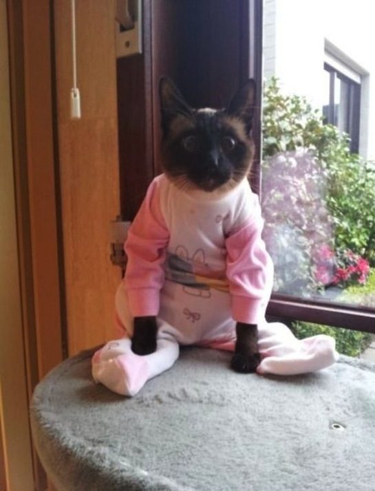 pink cat pajamas