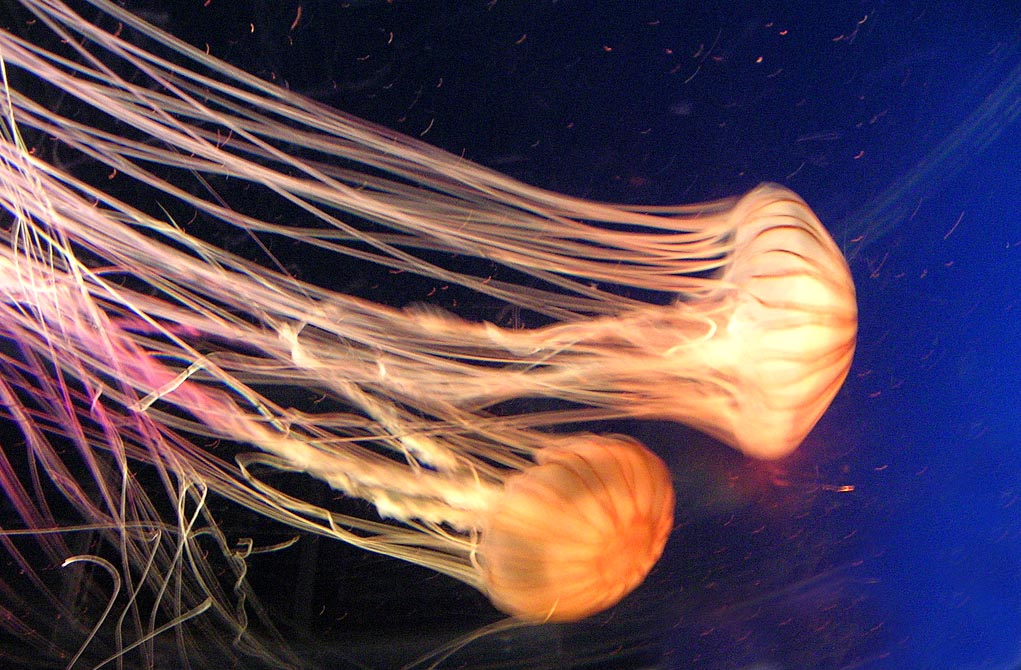 A big jellyfish