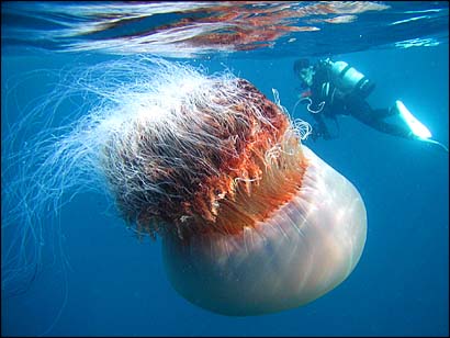 A huge jellyfish