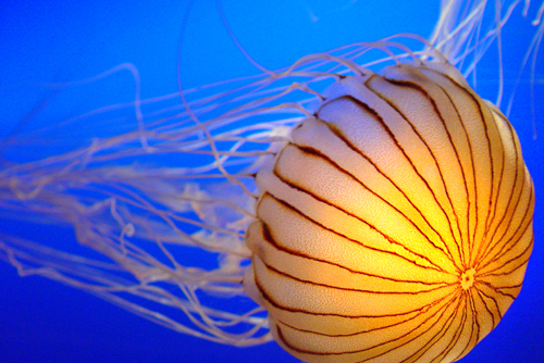 Picture of a jellyfish