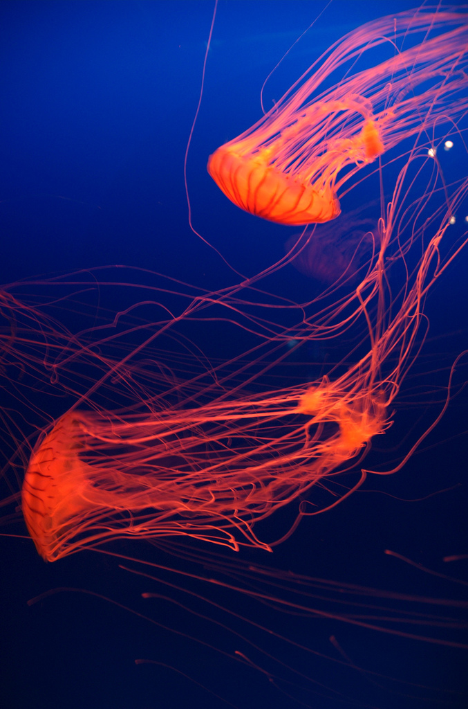 red-jellyfish.jpg
