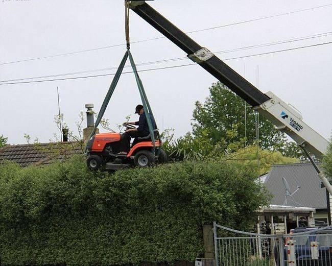 Trim hedges