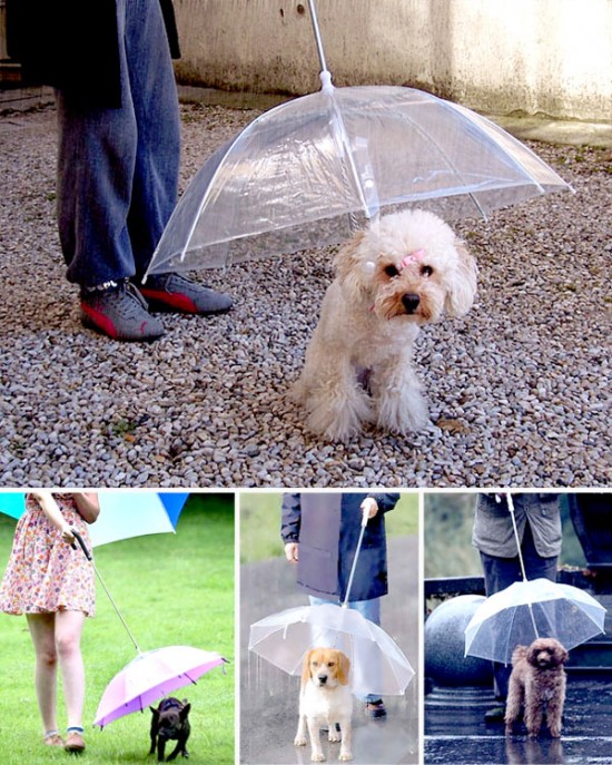 umbrella dog