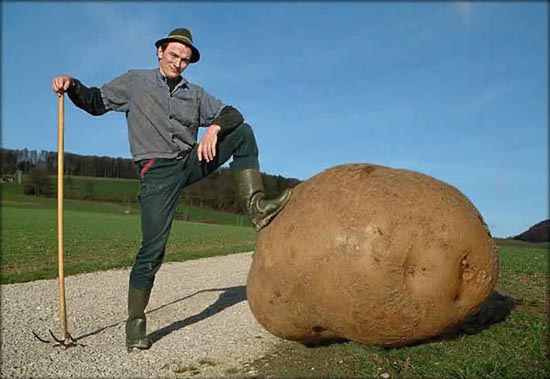 world Biggest potato