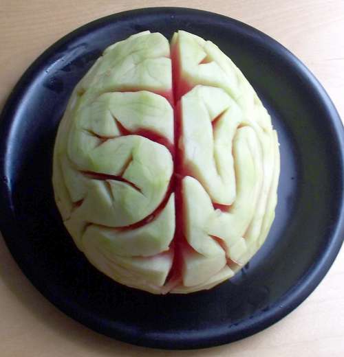 Brain