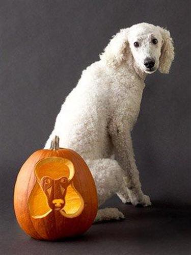 Image result for dog Pumpkin Carving