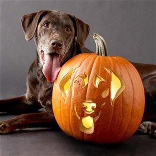 Dog halloween carrying pumpkin