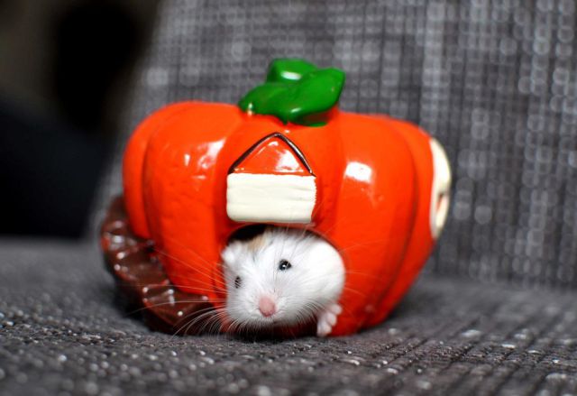 Pumpkin mouse