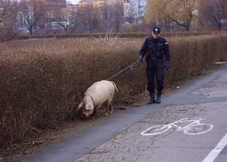 pig policeman
